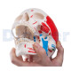 Anatomischer Schädel 3 Teile Mehrfarbig